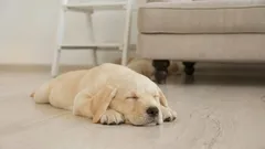 Perché i cani girano in tondo prima di dormire: le ragioni di questo buffo rituale