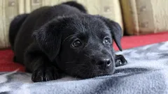 Cosa pensa e prova il cane quando lo lasci a casa da solo