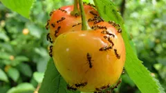 Come liberarsi delle formiche in giardino senza prodotti chimici e senza rischi per l’ambiente o per la famiglia