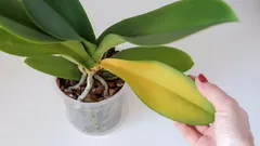 Perché le foglie dell'orchidea ingialliscono improvvisamente: 9 cause principali e soluzioni al problema