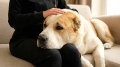 I motivi per cui il tuo cane appoggia una zampa o la testa sulle tue ginocchia: cosa significa davvero questo gesto?
