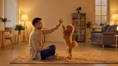 Perché il cane ha smesso di giocare? 4 cause comuni e cosa fare come proprietario