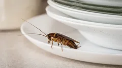 Questo è ciò che fa il 99% delle persone: ecco perché gli scarafaggi compaiono anche in una casa pulita