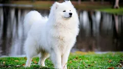 Otto razze di cani rare, tra le più costose al mondo: caratteristiche e curiosità