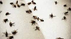 I moscerini non torneranno più a infastidirvi in casa: un rimedio economico a base di vino vi aiuterà