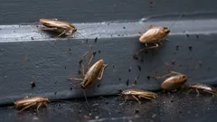 Cosa fare se vedi uno scarafaggio: 8 passi da fare subito