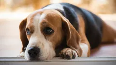 Cosa prova il tuo cane, secondo gli esperti, quando gli urli contro?