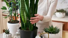 Come eliminare la muffa in casa: 5 piante da appartamento che aiutano contro l’umidità elevata