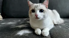 Senza aspirapolvere né rullo adesivo: un trucchetto ingegnoso per tenere i mobili liberi dai peli di gatto.