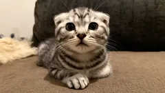 Questi gatti adorano i loro proprietari: tre razze tra le più affettuose per famiglie con bambini